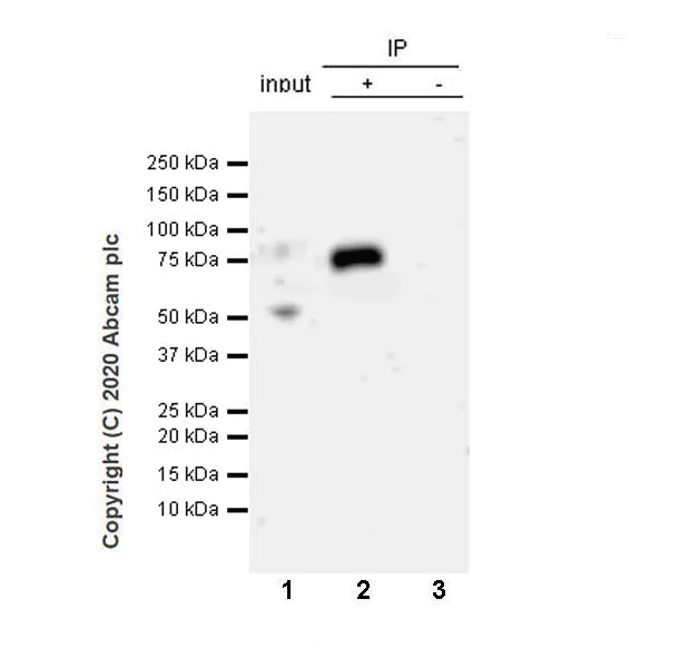 Immunoprecipitation - Anti-ZPI antibody [EPR23683-118] - BSA and Azide free (AB273634)