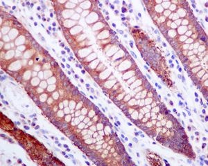Immunohistochemistry (Formalin/PFA-fixed paraffin-embedded sections) - Anti-ZPR1 antibody [EPR7595] (AB134970)