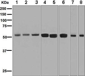 Western blot - Anti-ZPR1 antibody [EPR7595] (AB134970)