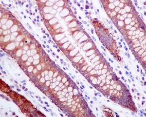 Immunohistochemistry (Formalin/PFA-fixed paraffin-embedded sections) - Anti-ZPR1 antibody [EPR7595] - BSA and Azide free (AB248762)