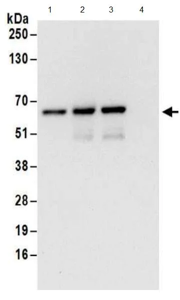 Immunoprecipitation - Anti-ZPR9 antibody (AB174657)