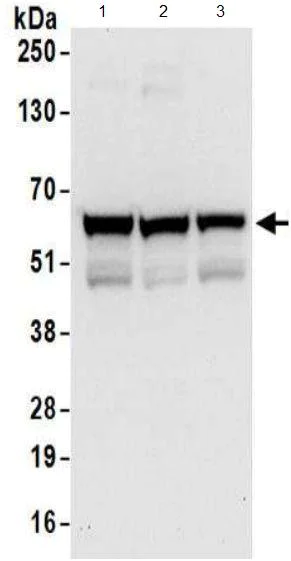 Western blot - Anti-ZPR9 antibody (AB174657)