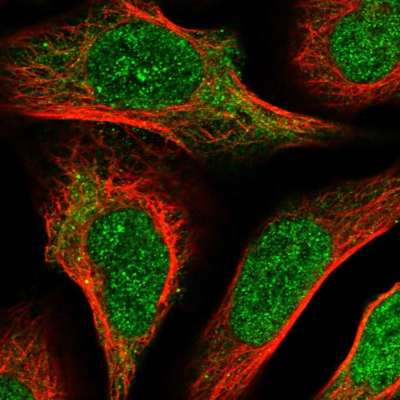 Immunocytochemistry/ Immunofluorescence - Anti-ZRANB1 antibody (AB262879), expandable thumbnail