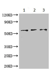 Western blot - Anti-ZRSR2 antibody (AB223062)