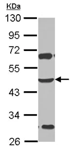 Western blot - Anti-ZSCAN4 antibody (AB153865)