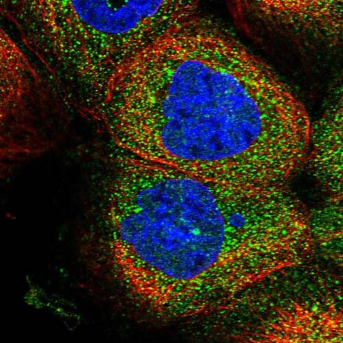 Immunocytochemistry/ Immunofluorescence - Anti-ZSWIM6 antibody (AB122301), expandable thumbnail