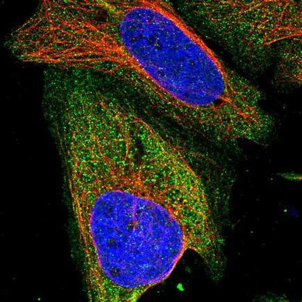 Immunocytochemistry/ Immunofluorescence - Anti-ZSWIM8 antibody (AB243442)