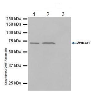 Immunoprecipitation - Anti-ZWILCH antibody [EPR18035-28] (AB202898)