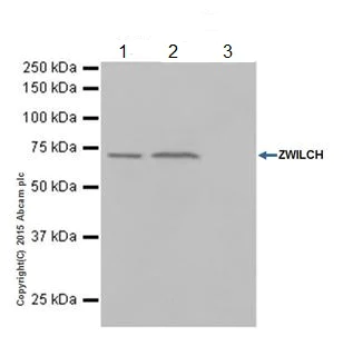 Immunoprecipitation - Anti-ZWILCH antibody [EPR18035-28] - BSA and Azide free (AB251386)