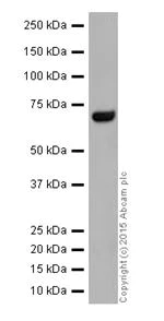 Western blot - Anti-ZWILCH antibody [EPR18035-28] - BSA and Azide free (AB251386)