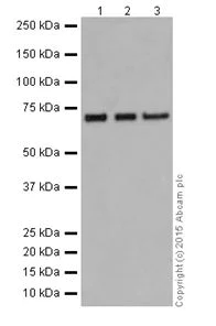 Western blot - Anti-ZWILCH antibody [EPR18035-28] - BSA and Azide free (AB251386)