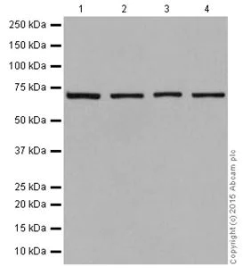 Western blot - Anti-ZWILCH antibody [EPR18035-28] - BSA and Azide free (AB251386)