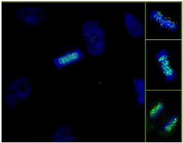 Immunocytochemistry/ Immunofluorescence - Anti-ZWINT antibody (AB84367)