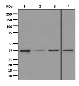 Western blot - Anti-ZWINT antibody [EPR10905] - BSA and Azide free (AB249777)