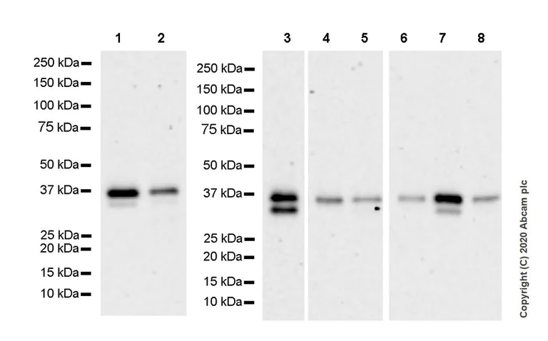 Western blot - Anti-ZWINT antibody [EPR23440-96] (AB252950)