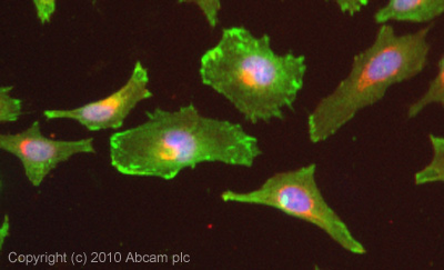 Immunocytochemistry/ Immunofluorescence - Anti-Zyxin antibody [2D1] (AB58210), expandable thumbnail
