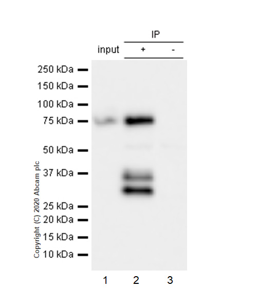 Immunoprecipitation - Anti-Zyxin antibody [EPR4302] - BSA and Azide free (AB238430), expandable thumbnail