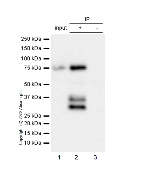 Immunoprecipitation - Anti-Zyxin antibody [EPR4302] - BSA and Azide free (AB238430)