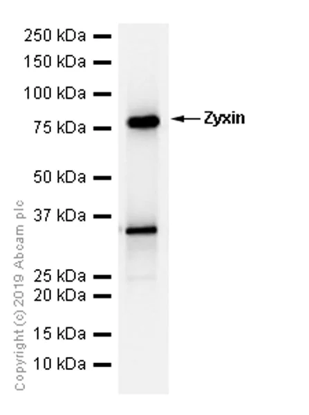Western blot - Anti-Zyxin antibody [EPR4302] - BSA and Azide free (AB238430)