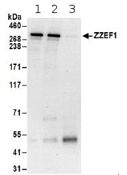 Immunoprecipitation - Anti-ZZEF1 antibody (AB174652)