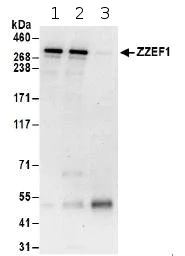Immunoprecipitation - Anti-ZZEF1 antibody (AB174652)