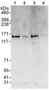 Western blot - Anti-ZZZ3 antibody (AB118800)